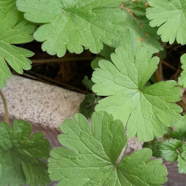 Geranium rotundifolium 葉