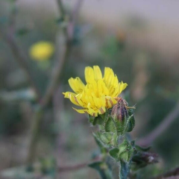 Helminthotheca echioides Blomst