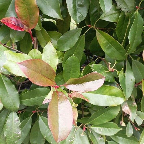 Photinia serratifolia Frunză