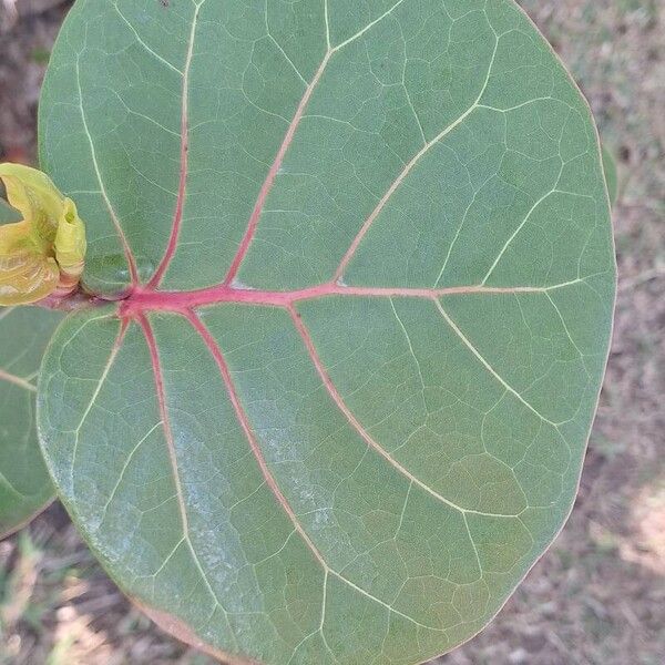 Coccoloba uvifera Blad