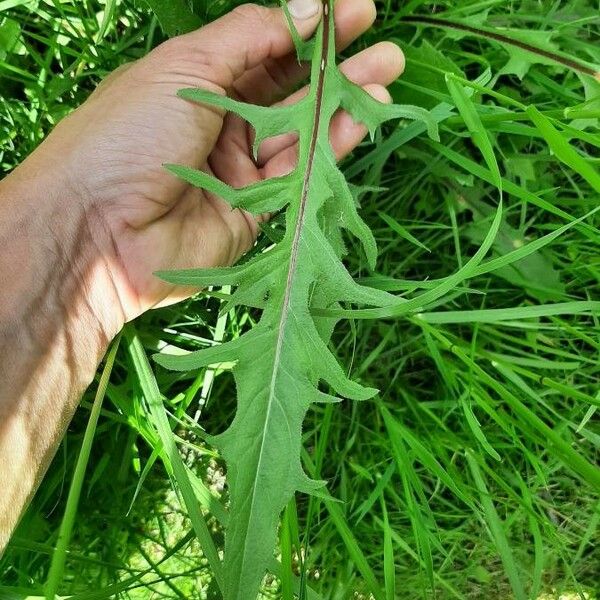 Crepis biennis Leaf