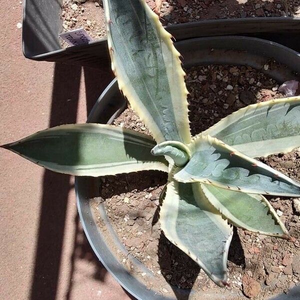 Agave americana 葉