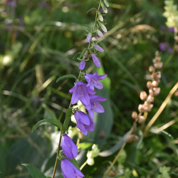 Campanula rapunculoides Bloem