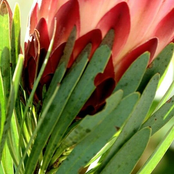 Protea repens Leaf
