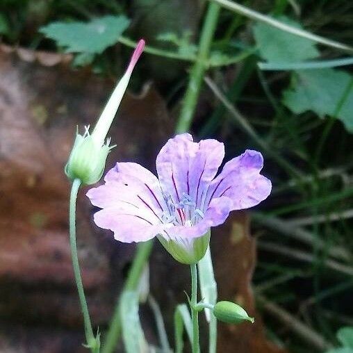 Geranium nodosum Vaisius