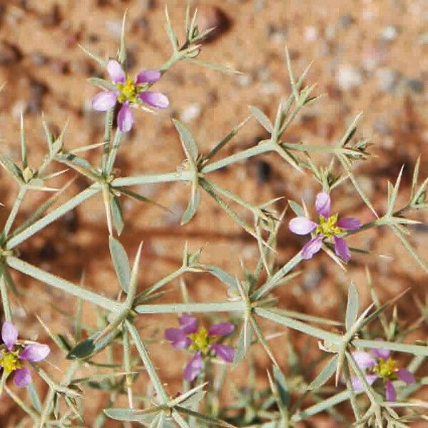 Zygophyllum indicum Blodyn