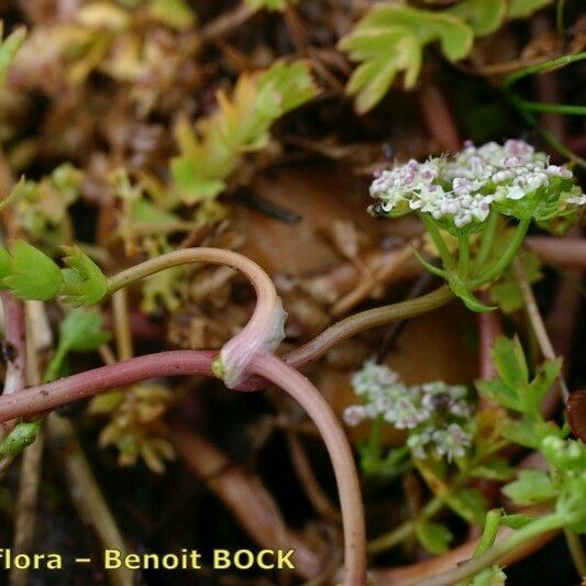 Helosciadium repens অন্যান্য