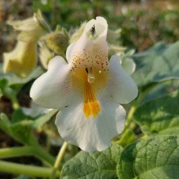 Proboscidea louisianica Blüte