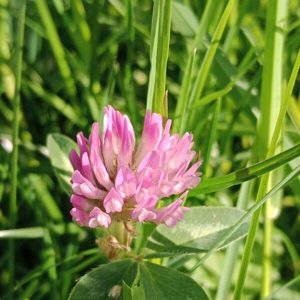 Trifolium medium Цветок