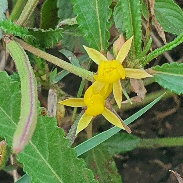 Corchorus trilocularis Fleur