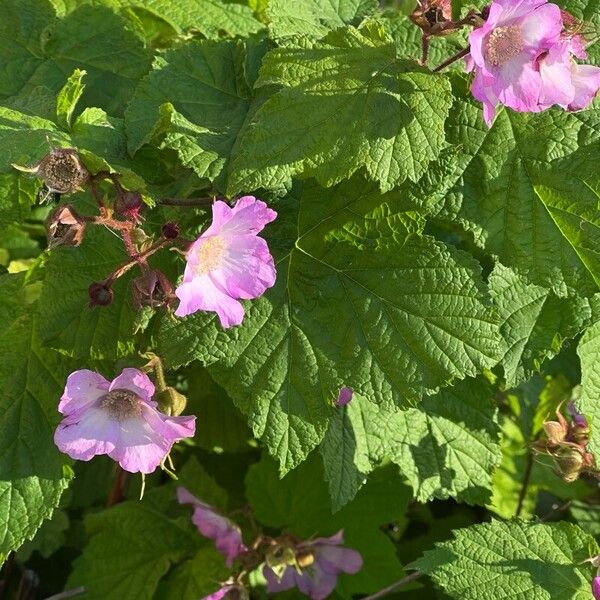 Rubus odoratus 花