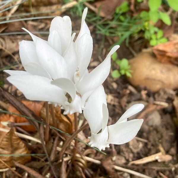 Cyclamen hederifolium Λουλούδι