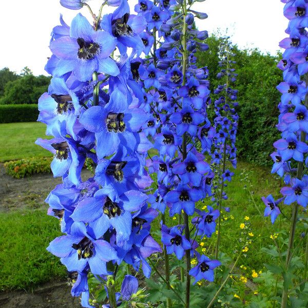 Delphinium elatum 花