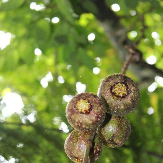 Ficus mauritiana Frutto