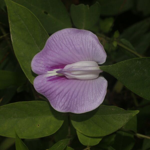 Centrosema pubescens Blomst