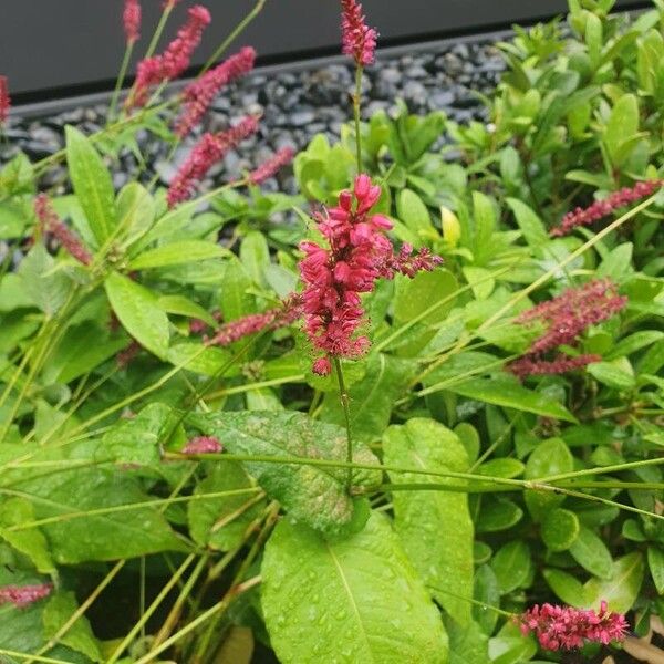 Persicaria orientalis 花