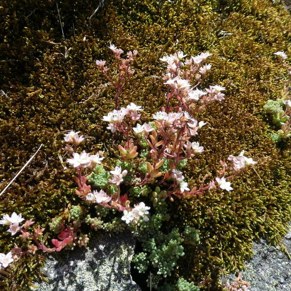 Sedum hirsutum Hábitos