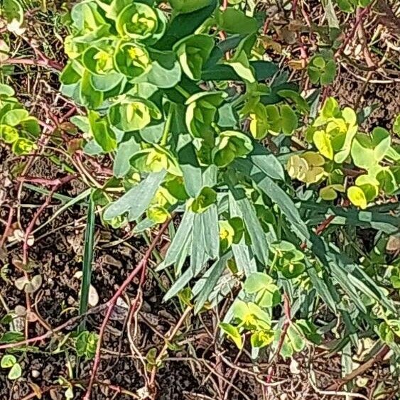 Euphorbia exigua Yaprak