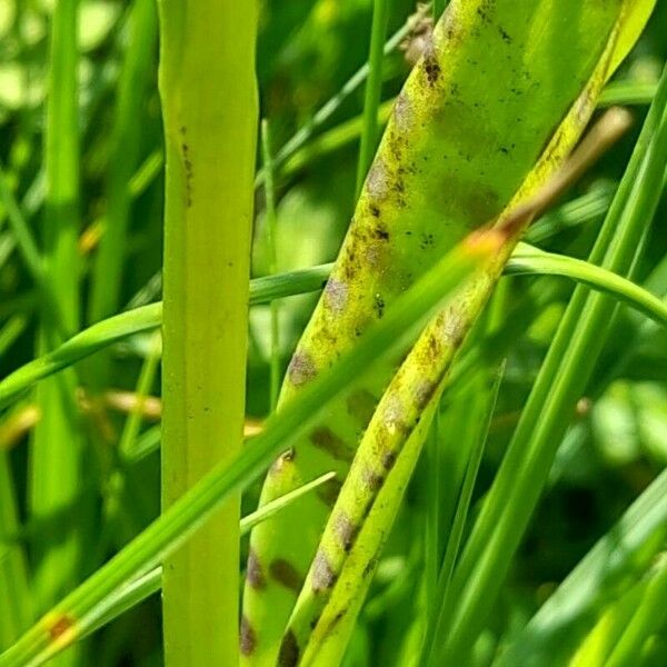 Dactylorhiza majalis Leaf