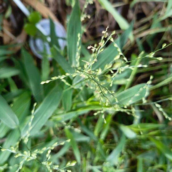 Urochloa ramosa Kukka