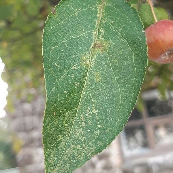 Malus sylvestris Leaf