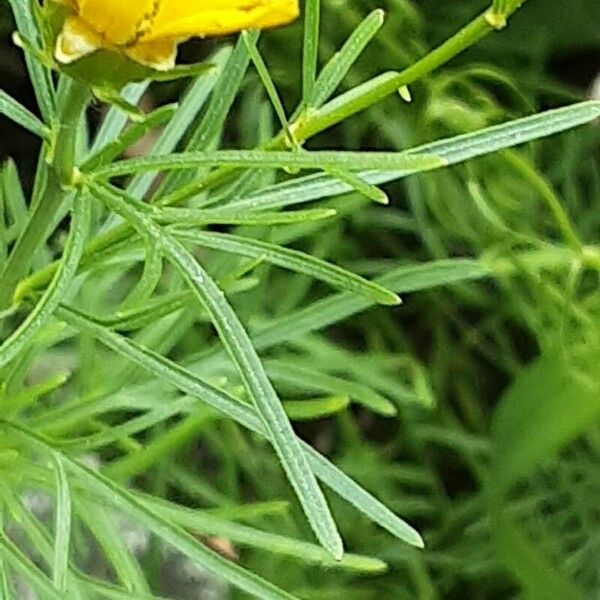 Coreopsis verticillata Folha