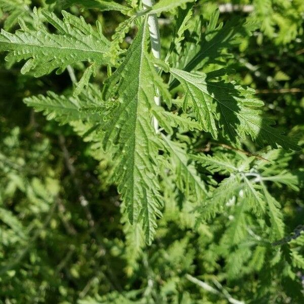 Perovskia atriplicifolia 葉