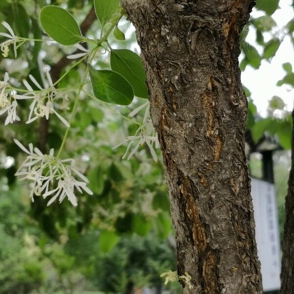 Chionanthus retusus Corteccia