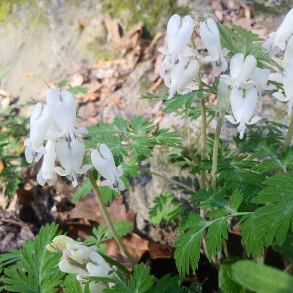 Dicentra canadensis Blüte