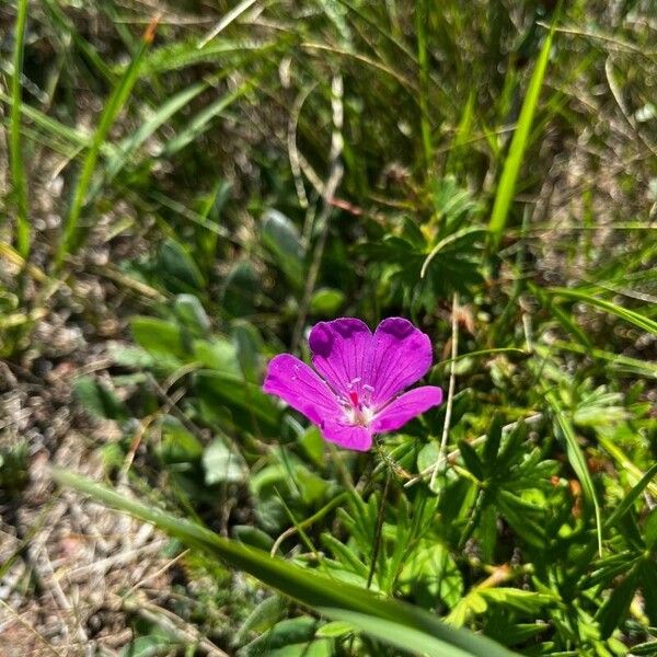 Geranium sanguineum Cvet