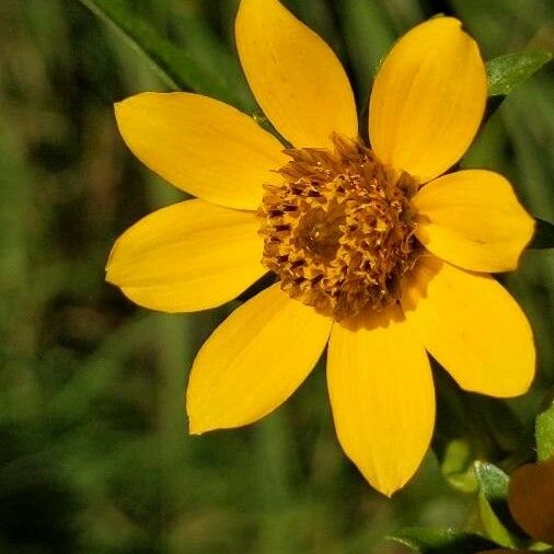 Bidens cernua Blodyn