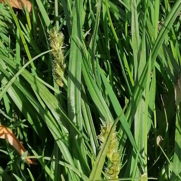 Carex vulpina List