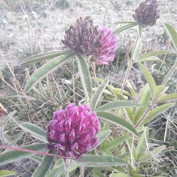 Trifolium alpestre Flor