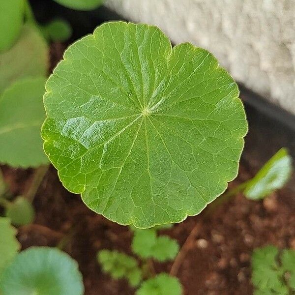 Hydrocotyle verticillata Yaprak