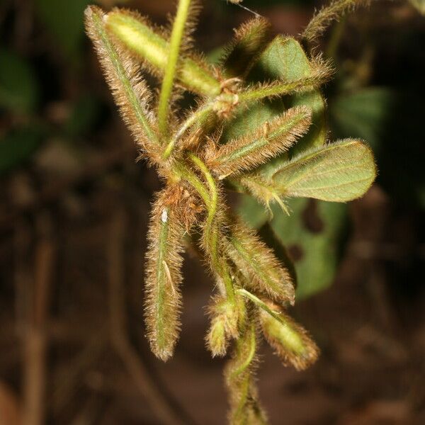 Calopogonium mucunoides 果