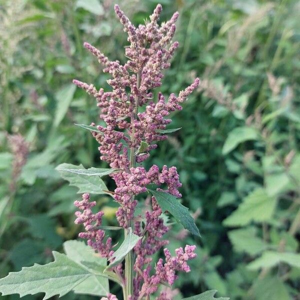 Chenopodium giganteum Blüte