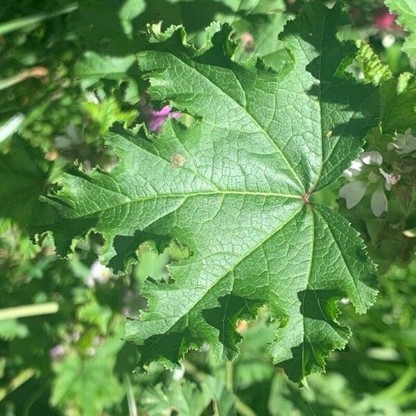 Malva verticillata Лист