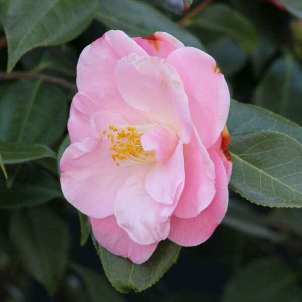 Camellia caudata Flor