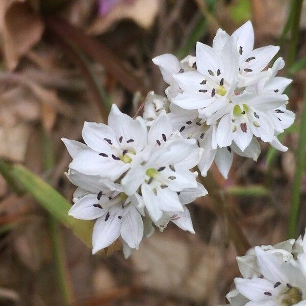 Brimeura fastigiata Blomst