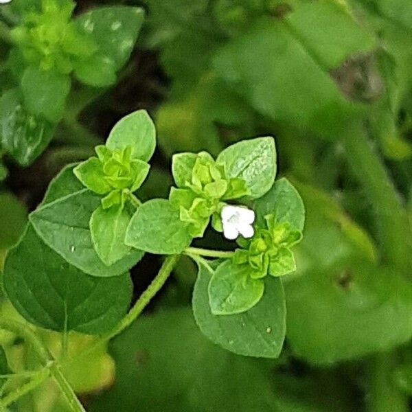 Origanum majorana ഇല