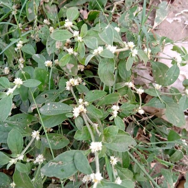 Alternanthera ficoidea Fiore