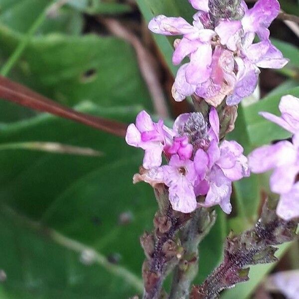 Verbena hastata Flower