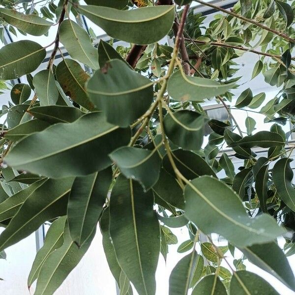 Corymbia ficifolia Leaf