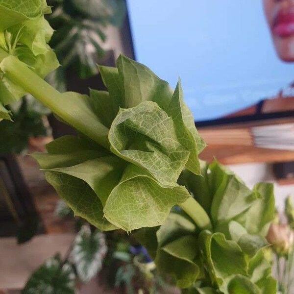 Moluccella laevis Flors