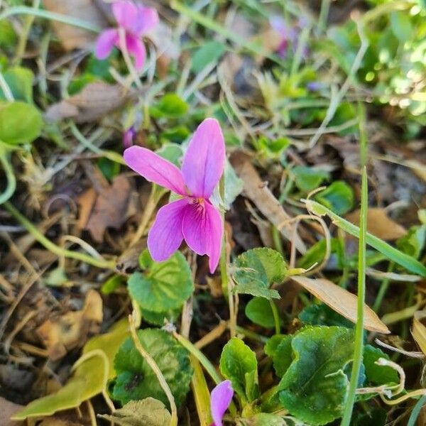 Viola odorata Žiedas