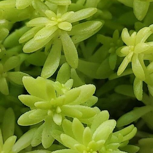 Sedum hispanicum Hostoa