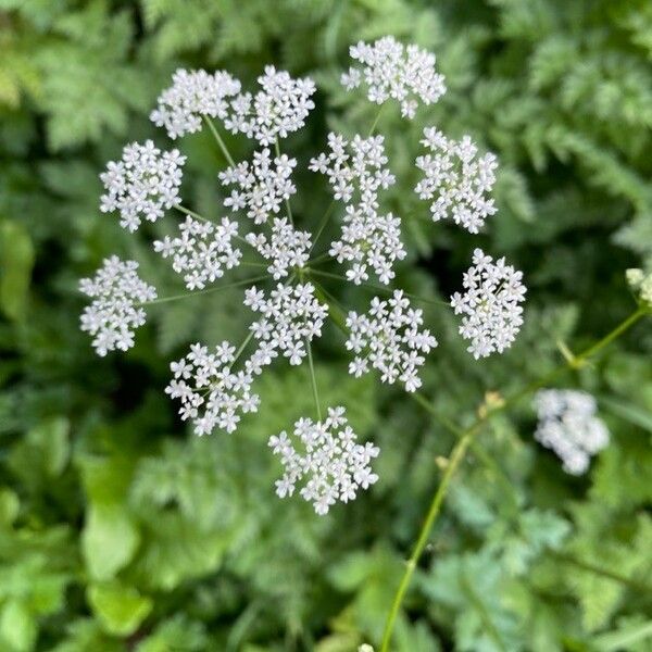 Pimpinella major Bloem