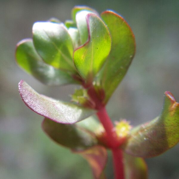 Lythrum borysthenicum 葉