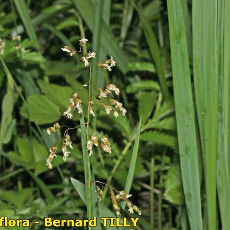 Hierochloe odorata Vekstform