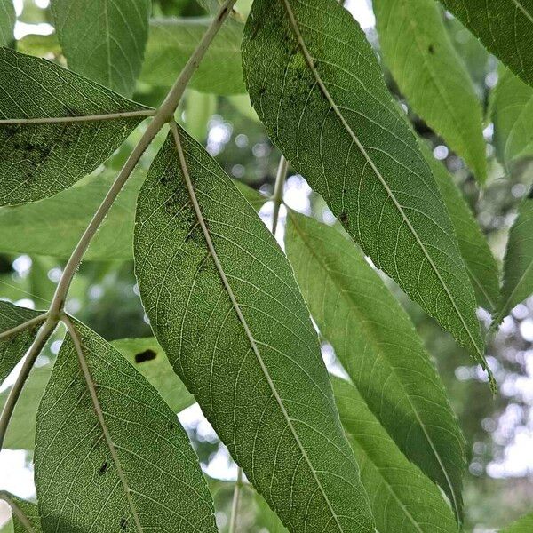 Fraxinus excelsior Frunză